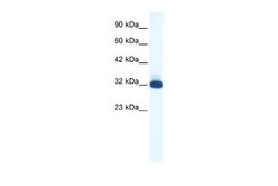 5-HT1B Antibody, Novus Biologicals 100 &mu;L; Unconjugated:Antibodies,